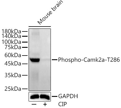 Phospho-Camk2a-T286 Rabbit pAb