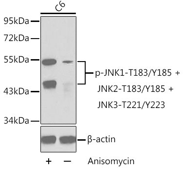 Phospho-JNK1-T183/Y185 + JNK2-T183/Y185 + JNK3-T221/Y223 Rabbit pAb