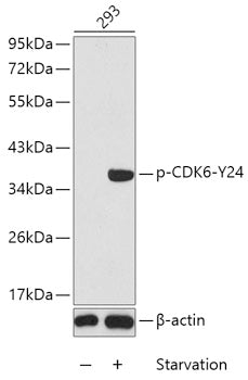 Phospho-CDK6-Y24 Rabbit pAb