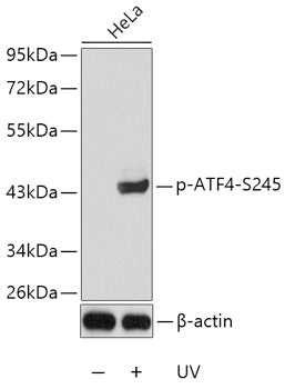 Phospho-ATF4-S245 Rabbit pAb