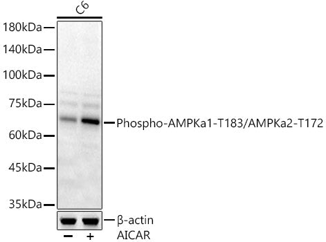 Phospho-AMPKa1-T183/AMPKa2-T172 Rabbit pAb