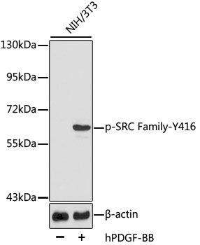 Phospho-SRC Family-Y416 Rabbit pAb
