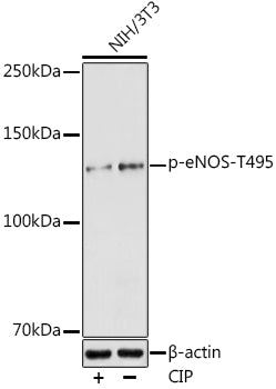 Phospho-eNOS-T495 Rabbit pAb