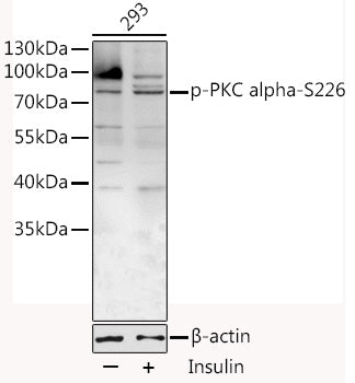 Phospho-PKC alpha-S226 Rabbit pAb
