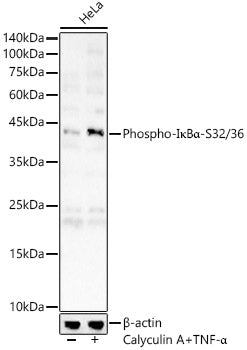 Phospho-IκBα-S32/36 Rabbit pAb