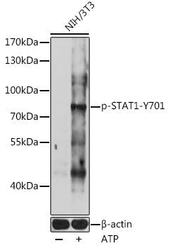 Phospho-STAT1-Y701 Rabbit pAb