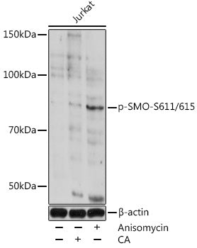 Phospho-SMO-S611/615 Rabbit pAb