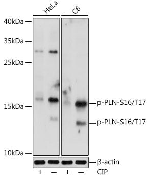 Phospho-PLN-S16/T17 Rabbit pAb