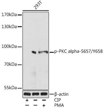 Phospho-PKC alpha-S657/Y658 Rabbit pAb