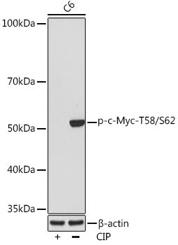 Phospho-c-Myc-T58/S62 Rabbit mAb