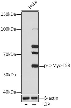 Phospho-c-Myc-T58 Rabbit mAb