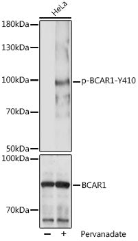 Phospho-BCAR1-Y410 Rabbit pAb