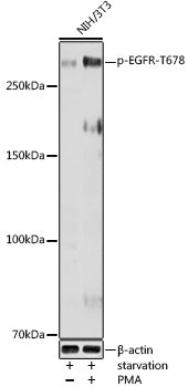 Phospho-EGFR-T678 Rabbit pAb