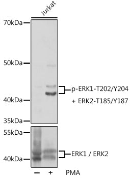 Phospho-ERK1-T202/Y204 + ERK2-T185/Y187 Rabbit pAb
