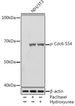 Phospho-Cdc6-S54 Rabbit mAb