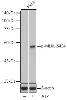 Phospho-MLKL-S454 Rabbit pAb