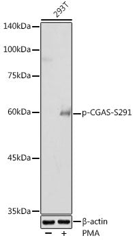 Phospho-CGAS-S291 Rabbit pAb