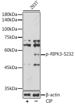 Phospho-RIPK3-S232 Rabbit pAb