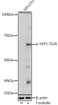 Phospho-YAP1-S128 Rabbit pAb