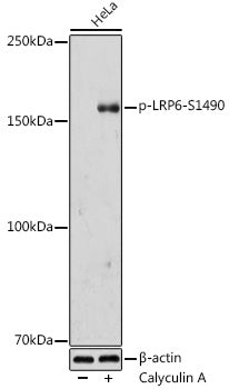 Phospho-LRP6-S1490 Rabbit pAb