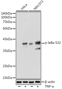 Phospho-IκBα-S32 Rabbit pAb