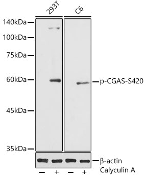 Phospho-CGAS-S420 Rabbit pAb