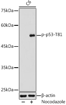 Phospho-p53-T81 Rabbit pAb