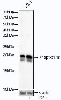 Phospho-eIF4EBP1-S65 Rabbit mAb