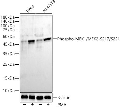 Phospho-MEK1/MEK2-S217/S221 Rabbit mAb