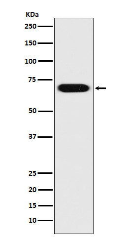PRC1 Rabbit Polyclonal Antibody