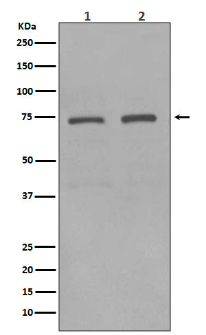 KIFC1 Rabbit Polyclonal Antibody