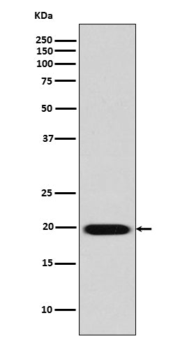 Caveolin 2 Rabbit Polyclonal Antibody