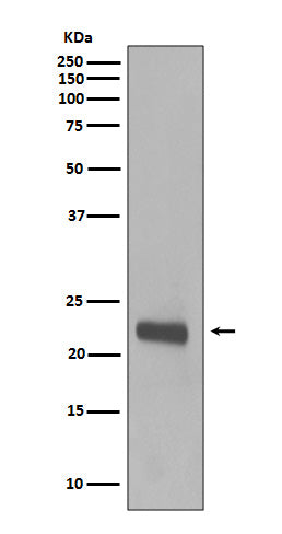 Caveolin 1 Rabbit Polyclonal Antibody