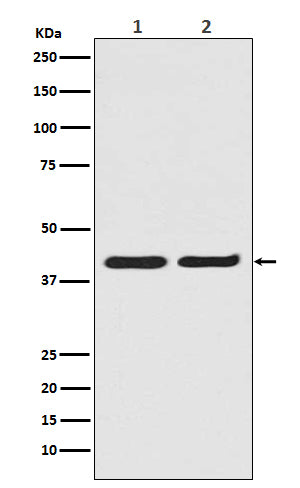 ERK2 Rabbit Polyclonal Antibody