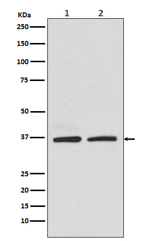 Rad51 Rabbit Polyclonal Antibody