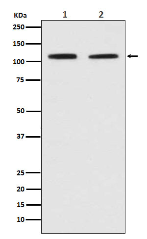 PMS2 Rabbit Polyclonal Antibody