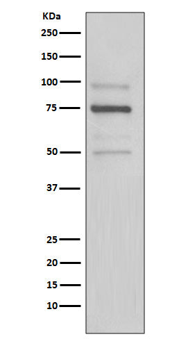 KDEL Rabbit Polyclonal Antibody