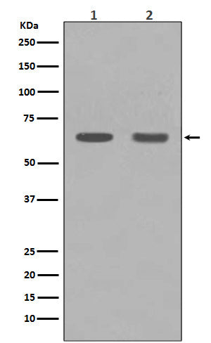 HDAC1 Rabbit Polyclonal Antibody