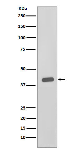 CKII alpha Rabbit Polyclonal Antibody
