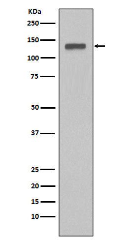 MCM2 Rabbit Polyclonal Antibody