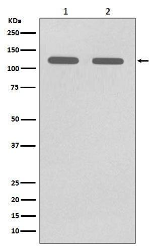CD146 Rabbit Polyclonal Antibody