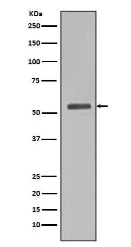 Smad5 Rabbit Polyclonal Antibody