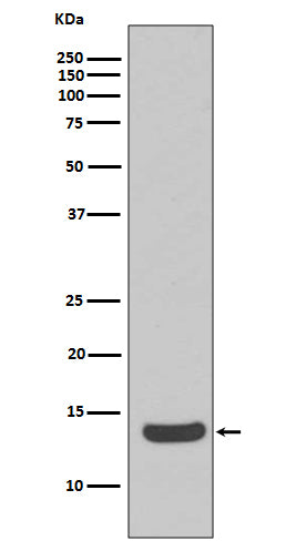 Histone H2A.X Rabbit Polyclonal Antibody