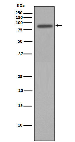 Nibrin Rabbit Polyclonal Antibody