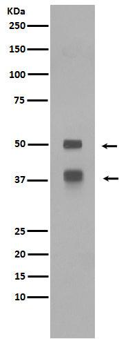 LEF1 Rabbit Polyclonal Antibody