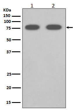 SCARB1 Rabbit Polyclonal Antibody