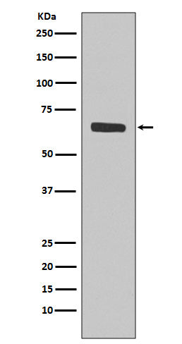 SHP1 Rabbit Polyclonal Antibody