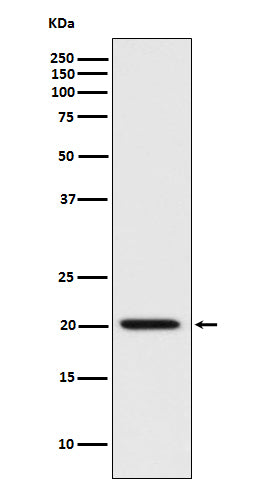 Bad Rabbit Polyclonal Antibody