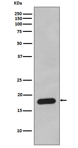 Cyclophilin B Rabbit Polyclonal Antibody