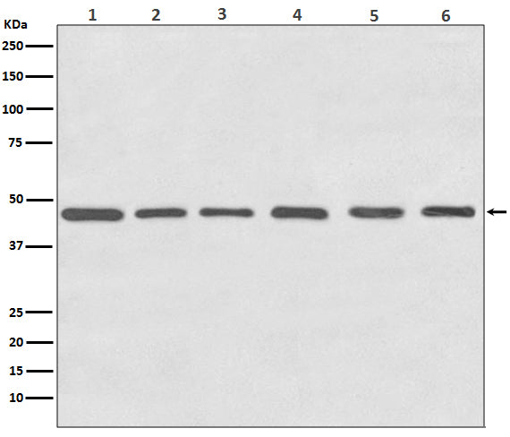 gamma Tubulin Rabbit Polyclonal Antibody